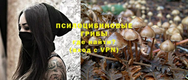 гашик Дмитров